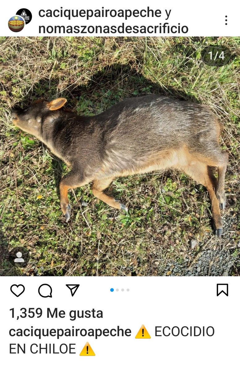 ale_jan_dra1970's tweet photo. LOS ATROPELLAN, LOS MATAN PERROS HAMBRIENTOS SIN DUEÑO
#leypudini Nadie los protege, a nadie le importa la fauna silvestre, País de mierda, los van a EXTERMINAR !!!
@sagchile @Maisa_Rojas 
#Pudini #Pullü #Pudus 
@GobiernodeChile @Chiloesilvestre https://t.co/mpp0Q1NV4l