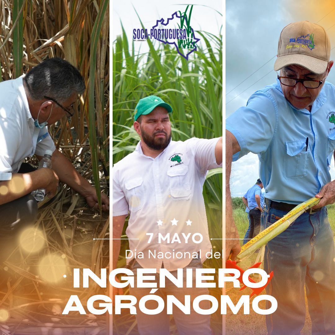 Saludamos a todos los profesionales ingenieros agrónomos de Venezuela en su día, en especial a los que forman parte de Soca-Portuguesa y sus filiales. Desde el campo, colocan su granito de 'azúcar' para ayudar a que la agricultura no se detenga y siga creciendo. ¡Feliz día!