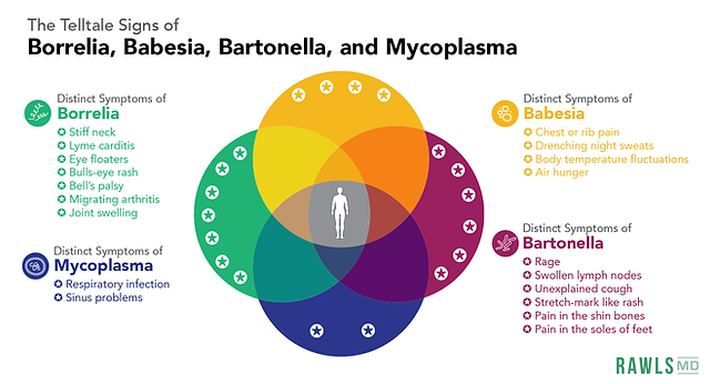 #LymeDiseaseAwarenessMonth #Lyme #Bartonella #Babesia #Mycoplasma