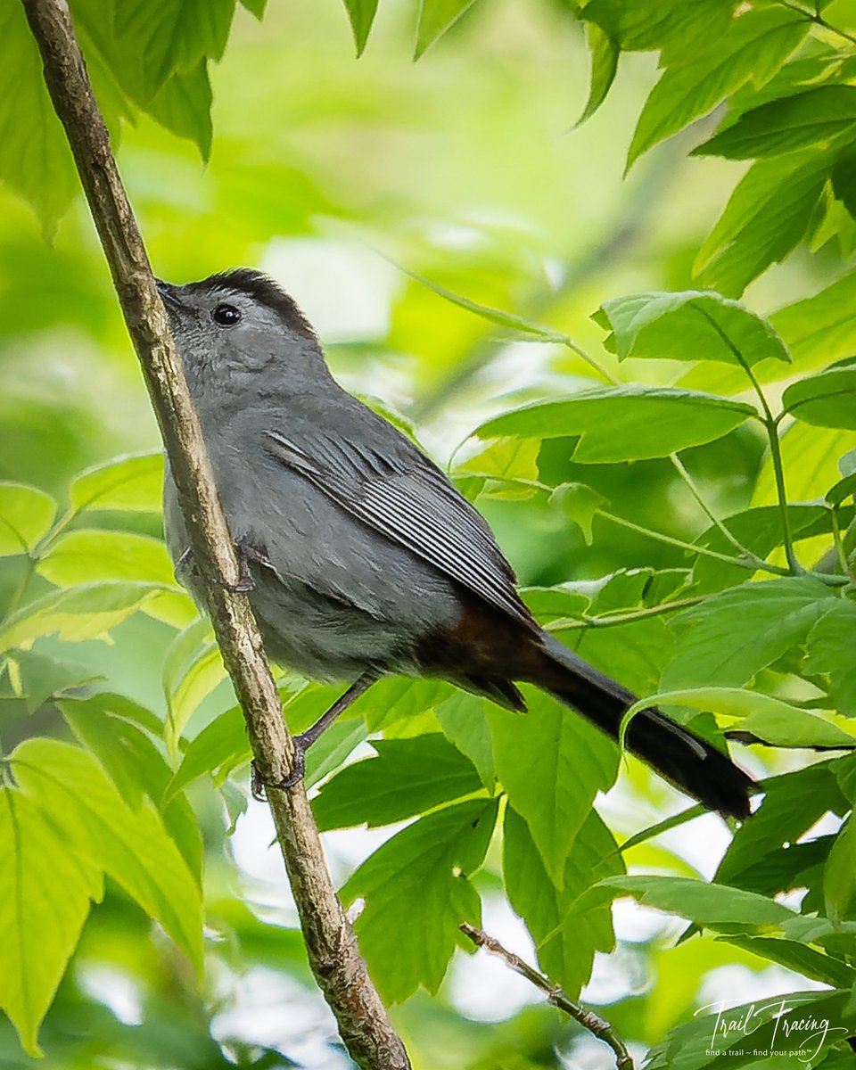 Grey Catbird. Yes, they get their name from their call, which can sound like “meow”!
#catbird #montrosepointbirdsanctuary #trailtracing #seethingsdifferently #Olympus #OMSystem #artinature #naturelovers #takeahike #closeupphotography #naturephotography #naturebreak