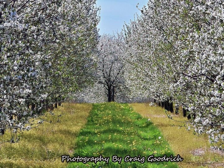 Out for a ride with my Wife celebrating our Anniversary we stopped at the Sour Cherry Orchard on Old Mission Peninsula.  It's beautiful this time of year.  #cherryorchard