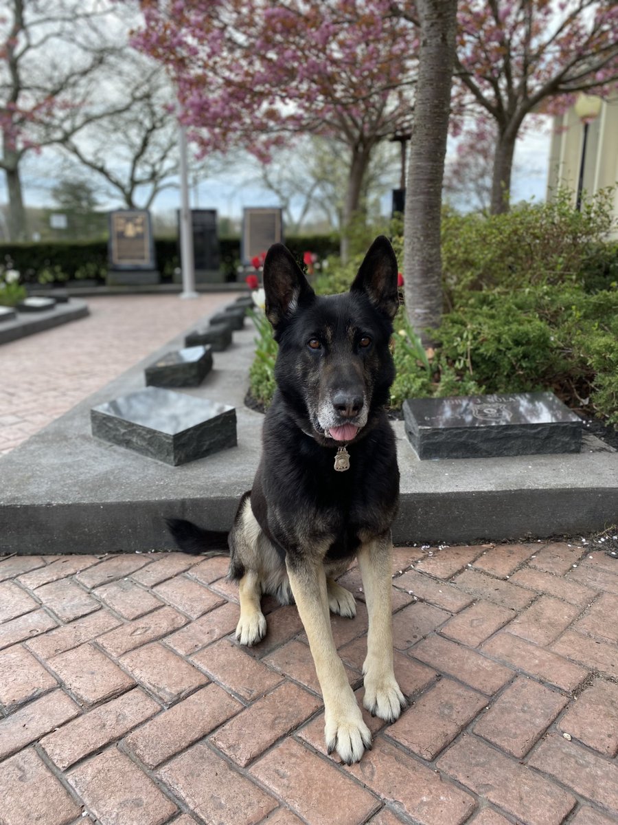 Join us in wishing K9 Chief a very happy birthday!