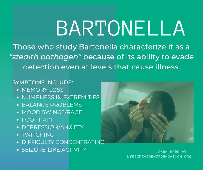 #LymeDiseaseAwarenessMonth #Bartonella