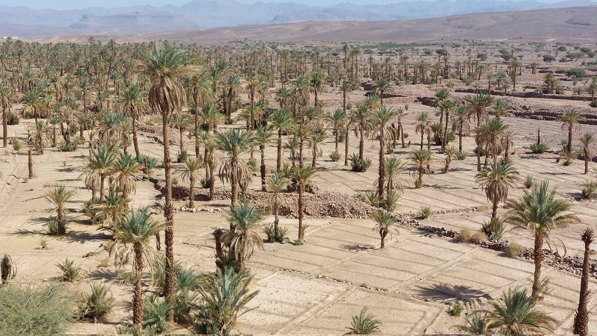 Many North African oases are degrading, like here in Nkoub. Drought & expansion of industrial agriculture based on borewells (partly driven by foreign investors) make crop cultivation impossible, lead to palm decay & threaten the ancient khettara system of water management.