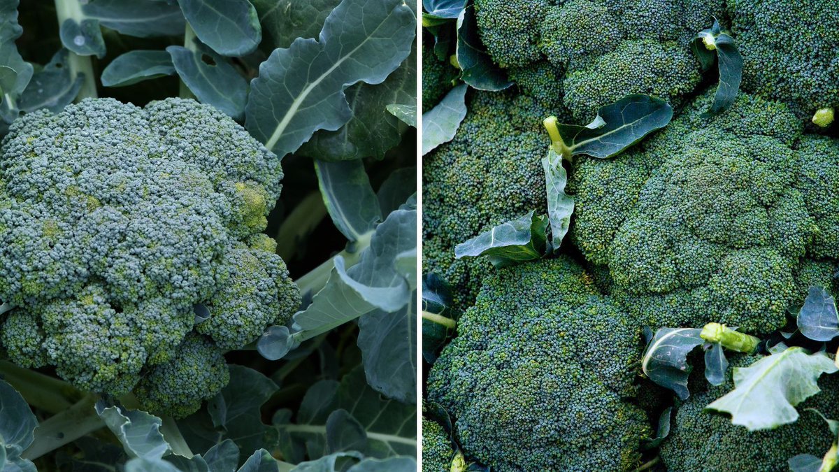 The leaves of #broccoli are edible and contain more beta-carotene than the florets. Add them to a salad or saute them  as a side dish. #healthyeating #healthyfood
