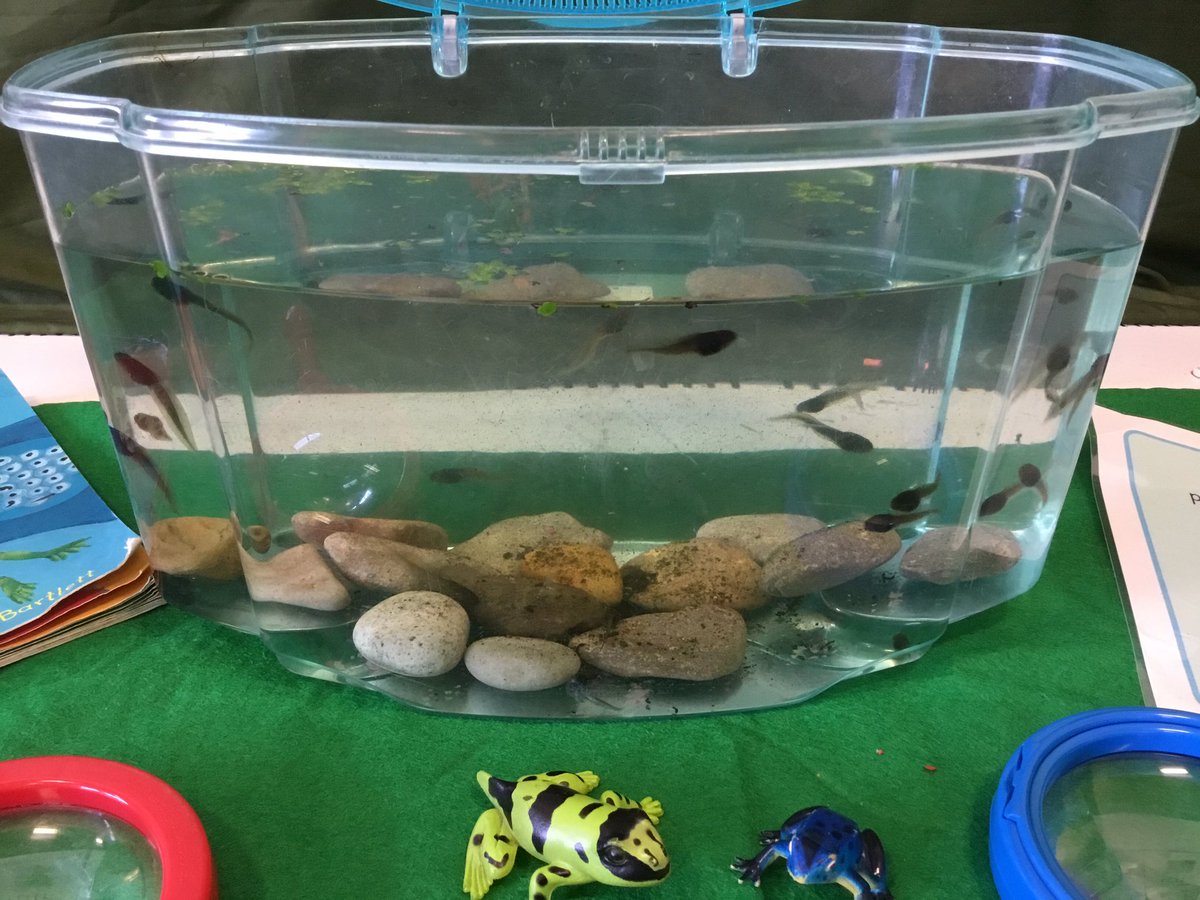 Our new class visitors arrived this morning ….🐸🐸🐸