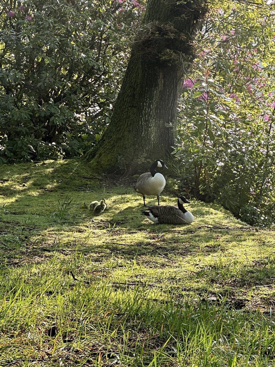 Spring is back <a href="/CTCFrimleyPark/">CTC Frimley Park</a>  as the baby geese have arrived