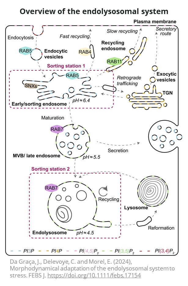 🌟New in @FEBSJournal by @JulianeDaGraca, @DelevoyC & @MorelLab4: 'Morphodynamical Adaptation of the Endolysosomal System to Stress' explores dynamic cellular responses to stress. A fascinating read for #CellBiology enthusiasts! 📖
🔗febs.onlinelibrary.wiley.com/doi/10.1111/fe…