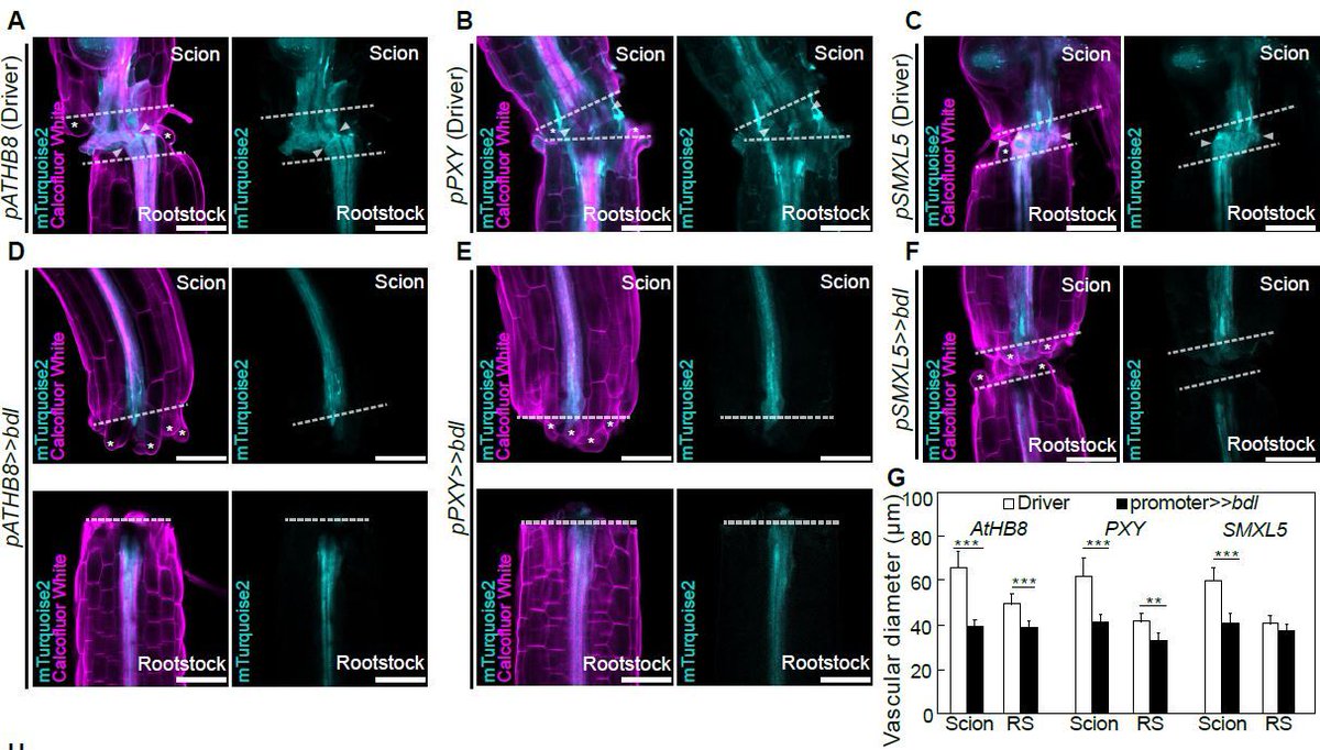 Auxin signaling in the cambium promotes tissue adhesion and vascular formation during Arabidopsis graft healing (Phanu T Serivichyaswat, Abdul Kareem, Ming Feng, Charles W Melnyk) @Tserivichyaswat @ASPB #PlantSci