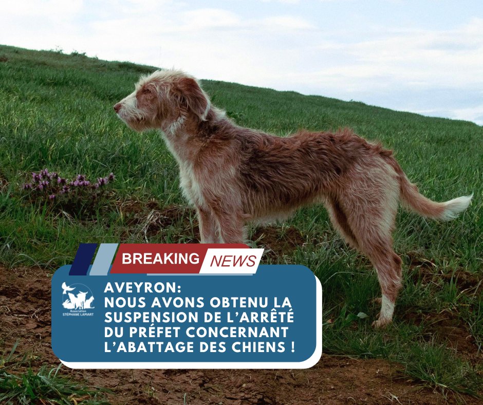 📰[NEWS]📰 À la suite de la procédure administrative engagée par notre #association concernant l’#abattage des chiens ordonné par le préfet de l’#Aveyron, le #tribunal administratif nous a donné raison et a suspendu l’arrêté du @Prefet12 ! ➡️La @SNDAnimaux s’est mobilisé à nos