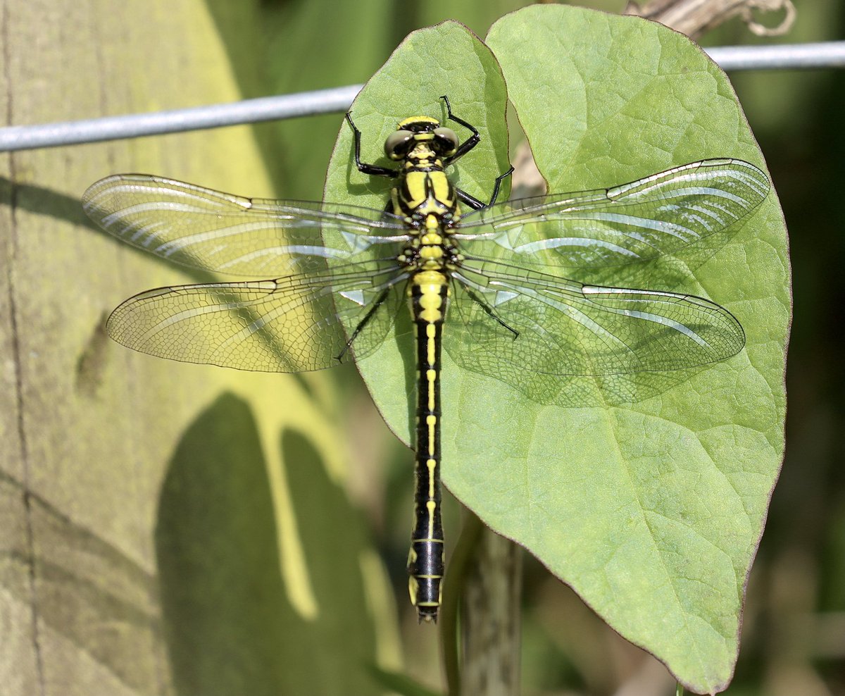 First Common Clubtail of the year on my local patch in Cholsey, Oxfordshire this morning. One of three seen. @BDSdragonflies @NatureUK @iNatureUK @