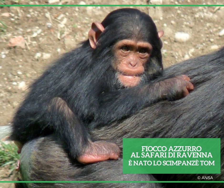 Fiocco azzurro al #SafariRavenna dove è nato lo #scimpanzé Tom. Si tratta del primo esemplare appartenente alla sottospecie 'verus' nato in un giardino zoologico italiano. #ANSAAmbiente ➡️ bit.ly/3y4FRma