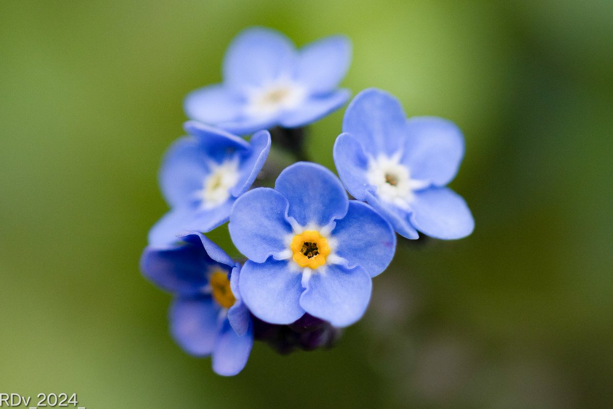 Forget-me-nots 

#flowerphotography #flowers #FlowersOnX #blueflower #NaturePhotograhpy #nature #NatureBeauty #NatureLover 
#forgetmenot #tuesdayvibe 

@ThePhotoHour