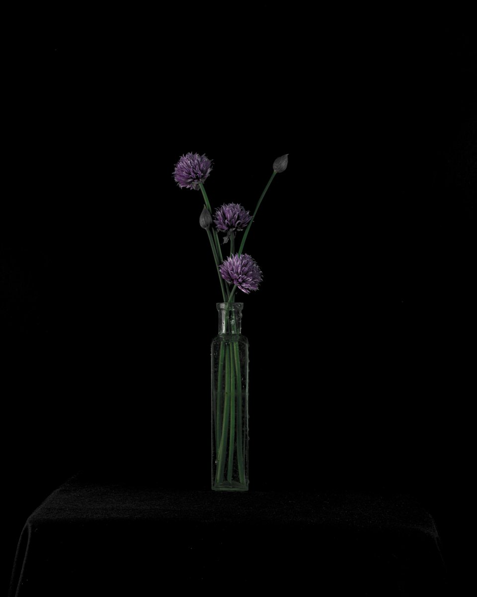 Found some very beautiful chives flowering in the garden this morning so I invited them to sit for me in the studio. I think they did very well. #stilllife #flowers #studiophotography