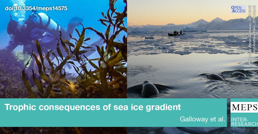 The #WesternAntarcticPeninsula has a spatial gradient of increased #macroalgae with declining #IceCover. @awegalloway et al. asked if #FattyAcid trophic biomarkers of seaweeds and consumers differed across this large-scale ice gradient
bit.ly/meps_735_43