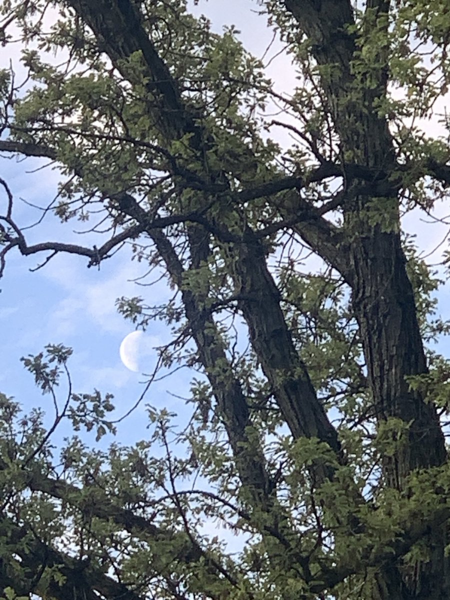 #GoodMorning ☀️ Took this shot on a morning walk last week. It reminds me of a hidden picture puzzle - see what’s peeking out in the sky between the branches? 🤍🌙