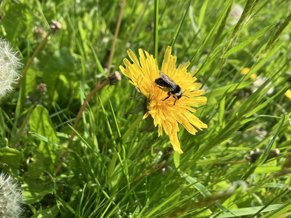 Perfect weather today for a @PoMScheme #FITcount on the Dandelions. Not much on the wing except for this Ashy mining bee (FIT category ‘solitary bee’) busily looking for a nest site nearby #NoMowMay
