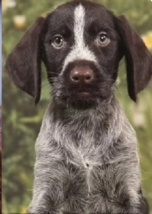 @raggapegs Look at those eyes. He was just a baby pup. A cute baby pup. Kristi Noem how could you?! 🥲#JusticeForCricket