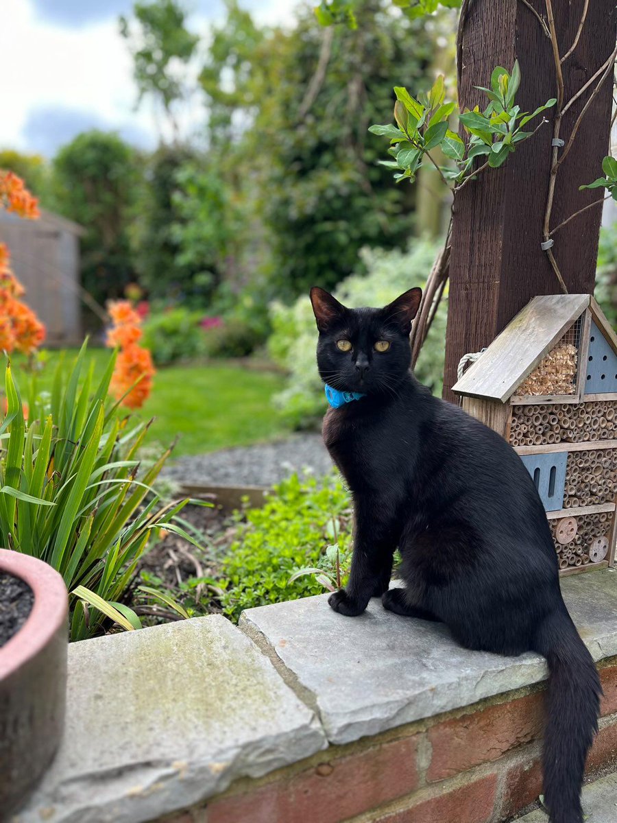 Diesel in his #fureverhome 🥰

Here's what his #fureverfamily had to say:

'Our sweet boy Diesel loving his garden and exploring his new home 😍 He’s settled in so well and is super happy to be out!' 

🐾❤️🐾❤️🐾
