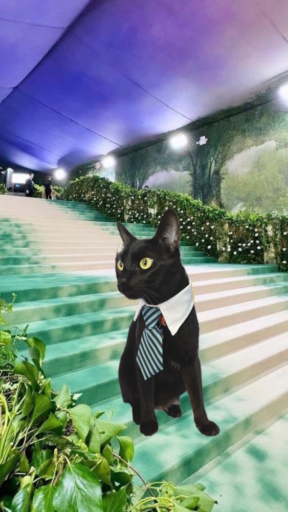 Los rumores eran ciertos, Tobio representó a la comunidad felina paraguaya 🔥🐈‍⬛ #MetGala