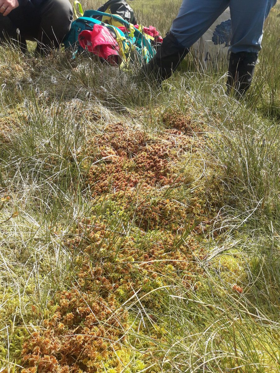 Brushing up on #Sphagnum id with @ypp_peat at @WildKingsdale last week, and harvesting Sphagnum for propagation to create plugs for further peat restoration at Kingsdale Head Farm. #Peatlands #PeatlandRestoration #BogsMatter #NatureRecovery 📸 Sue Thurley
