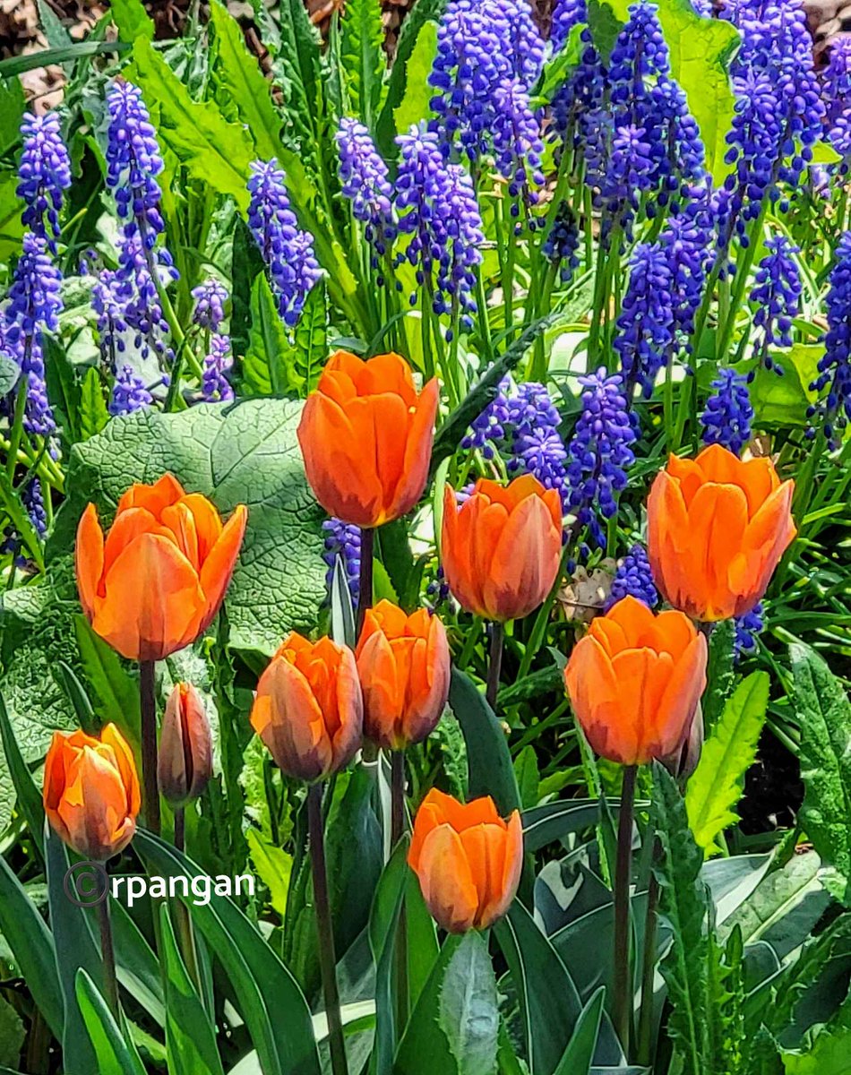 Tulips and grape hyacinths at the library garden, so lovely together!🥰🧡 💙💜
#TulipTuesday #TuesdayBlue #gardening #tulips #Flowers #springflowers #May7th #gardenersworld