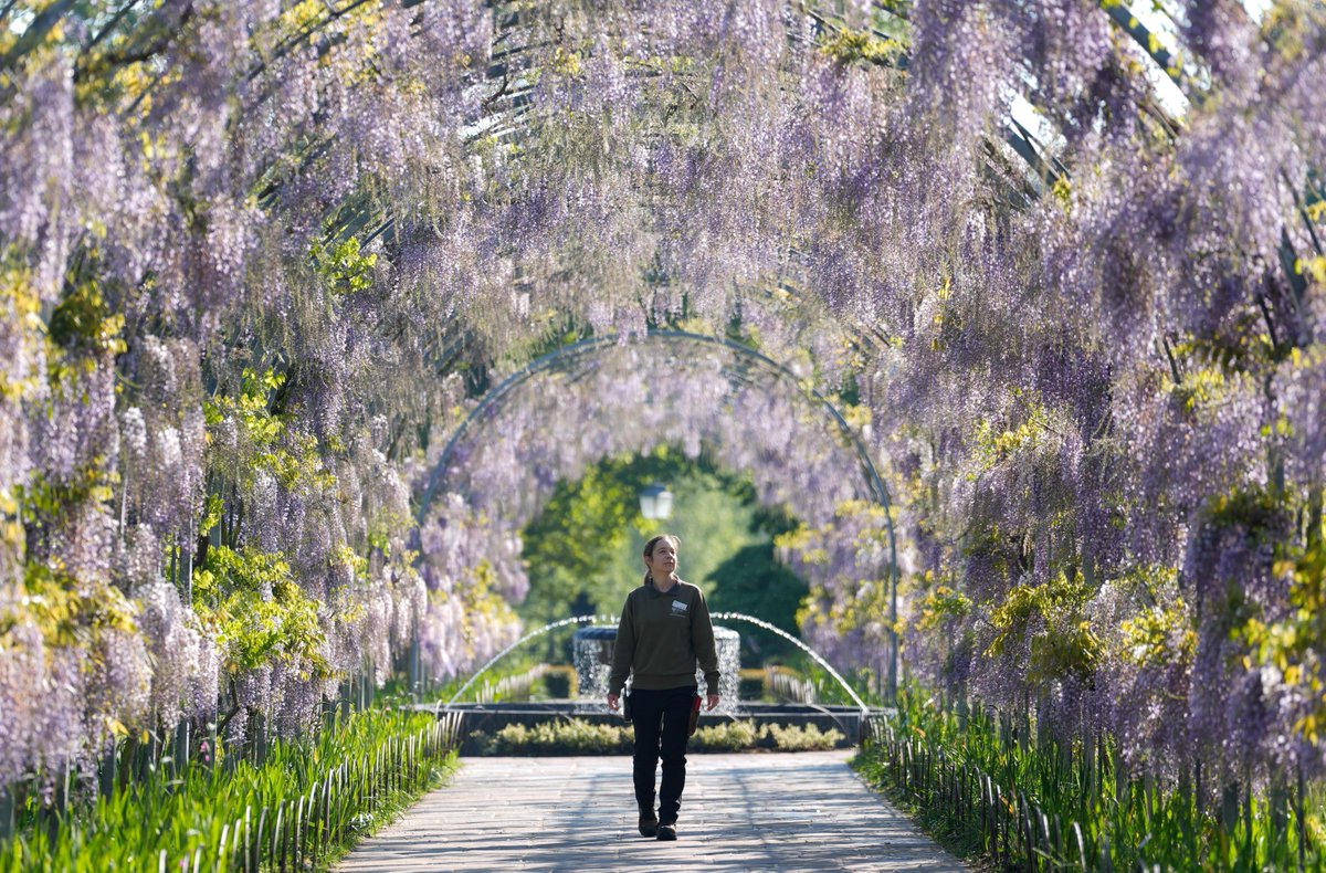 Verity Battyll, team leader at Wisley, inspects the blossoming wisteria along Wisteria Walk at RHS Wisley in Woking, Surrey. Image ID: 2X54EJ0 / Andrew Matthews / PA Wire #picoftheday