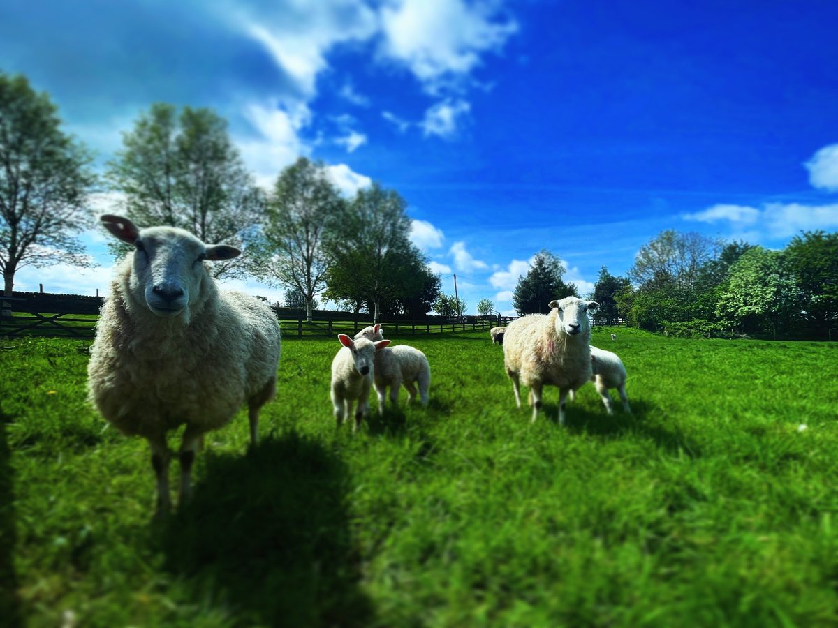 New lambs enjoying the sunshine!