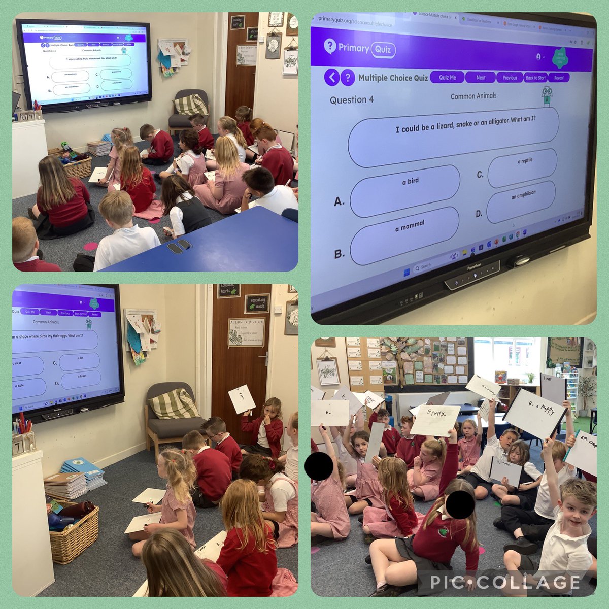 Year 2 are using @PrimaryQuiz to retrieve their Year 1 science learning about animals. We recapped animal groups and thought about the foods animals eat. We then went on to understand the basic survival needs of animals, including humans. 👍🏻
