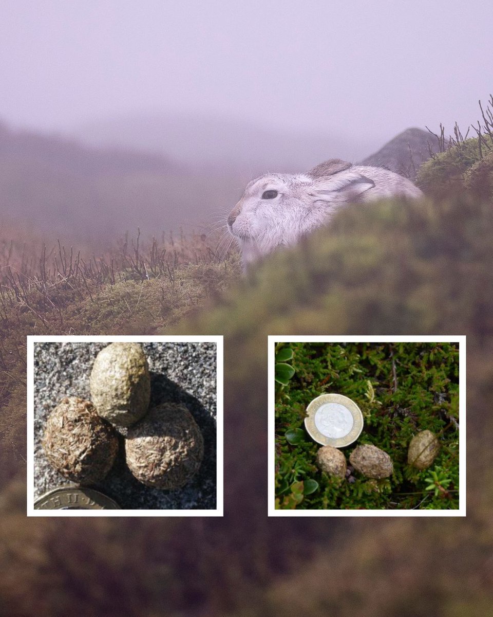 Our handy Mountain Hare Dung Guide shows you all the different ways mountain hares can leave their droppings behind. So, next time you go out into the wild, why not take a minute to stop and observe the poo? buff.ly/3UyUAx4 Photo credit: Alex Montacute
