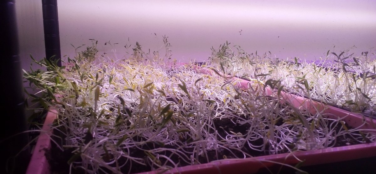 Spindly Sprouts of Cilantro growing a day after being uncovered. Microgreen Herbs take around 20 days from seed to harvest.👨‍🌾 # StayGreen 🌱 🌿