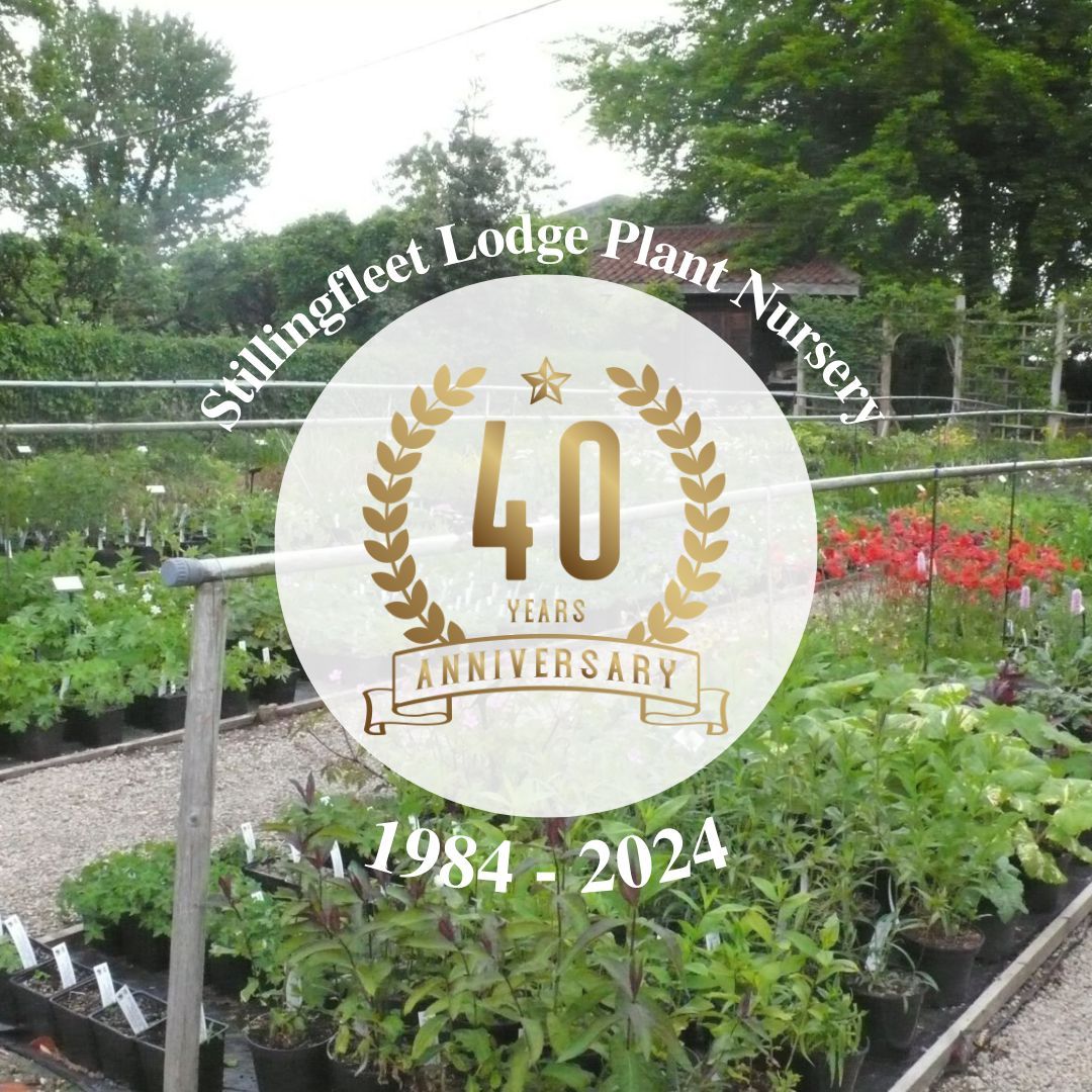This year the Stillingfleet Lodge Gardens Plant Nursery celebrates 40 years of trading! 
I am so proud of our independent nursery that boasts over 800 varieties in the plant catalogue. 
Read More: buff.ly/4b2nf4V