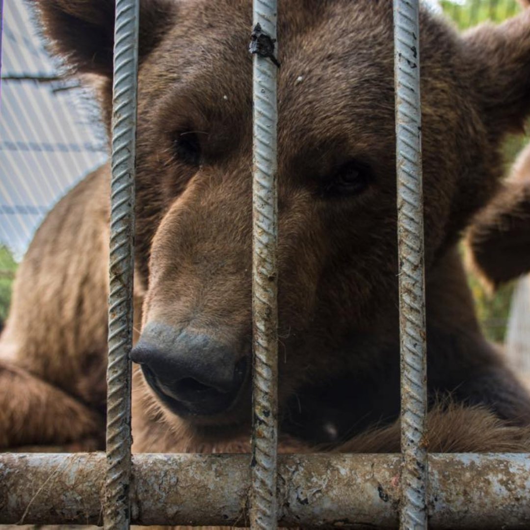 Did you know? We offer customisable sponsorship packages for corporations, and we're even offering an opportunity to name Benji and Balu's new habitat! 🐻 Reach out to fundraising@wildheartanimalsanctuary.org or visit our website to learn more. ➡️ eu1.hubs.ly/H08-NJk0