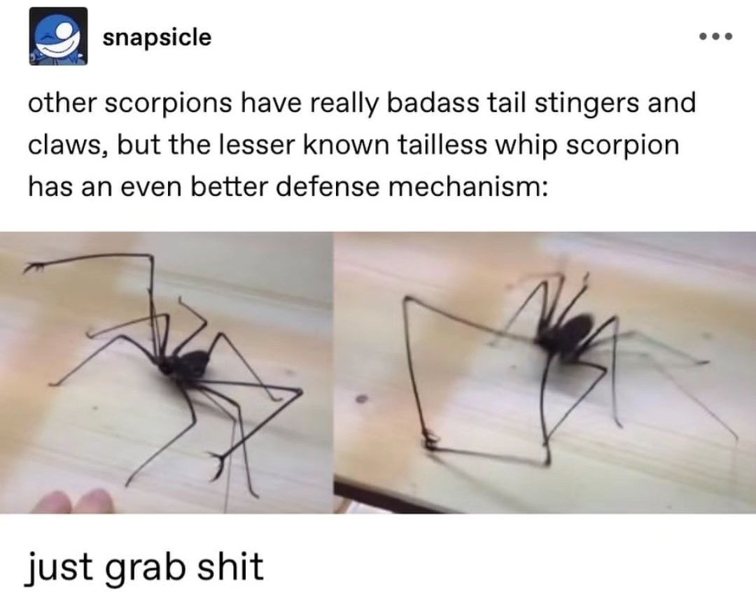 mischiefanimals's tweet image. good morning