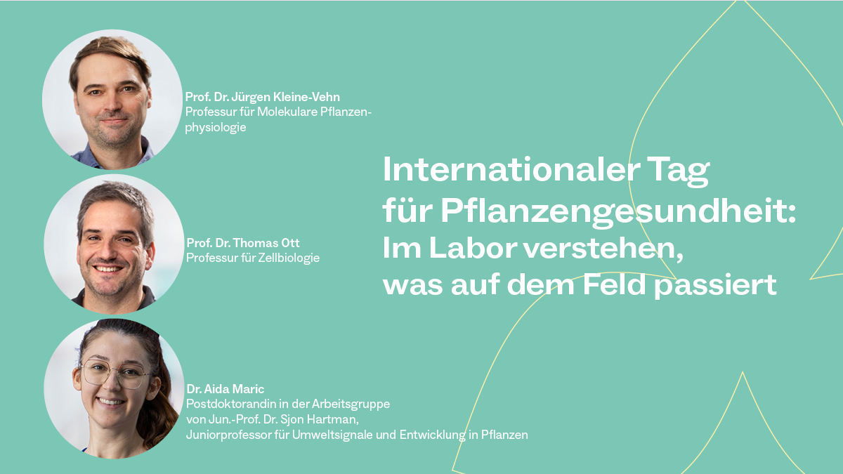 UniFreiburg's tweet photo. Internat. Tag für #Pflanzengesundheit (12.5.): @CIBSS_UniFR-Biolog*innen Jürgen Kleine-Vehn @KleineVehnLab, Thomas Ott @OttLab_Freiburg &amp; Aida Maric @aidamaricma über Relevanz von Forschung zu Wachstum, Nährstoffaufnahme&amp;Widerstandsfähigkeit von Pflanzen. https://t.co/pfJUtBNIuQ https://t.co/4p1vcPQntq