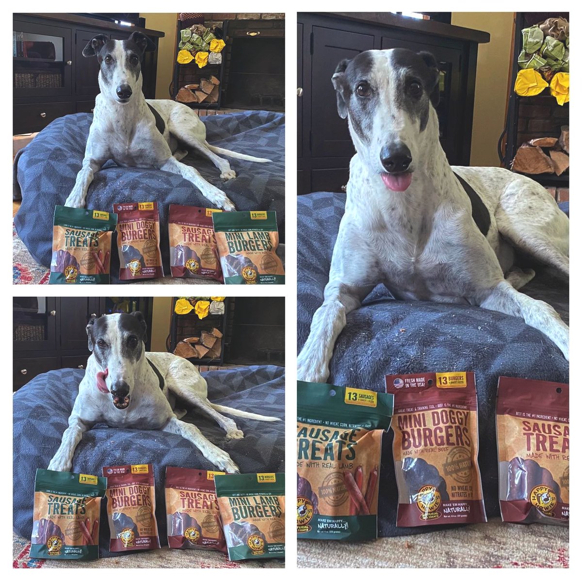 #repost 😍❤️ Me Happy Henry thanks to happyhowies. #happyhowies #greyhoundsofinstagram #greyhoundsmakegreatpets #greyhoundsmakegreytpets #gap_vic #moohound ( #📷 @an_aussie_grey_in_the_usa )