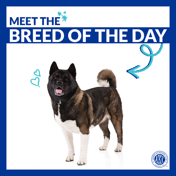 Akitas are muscular, double-coated dogs of ancient Japanese lineage famous for their dignity, courage, and loyalty. Why do you love the breed?