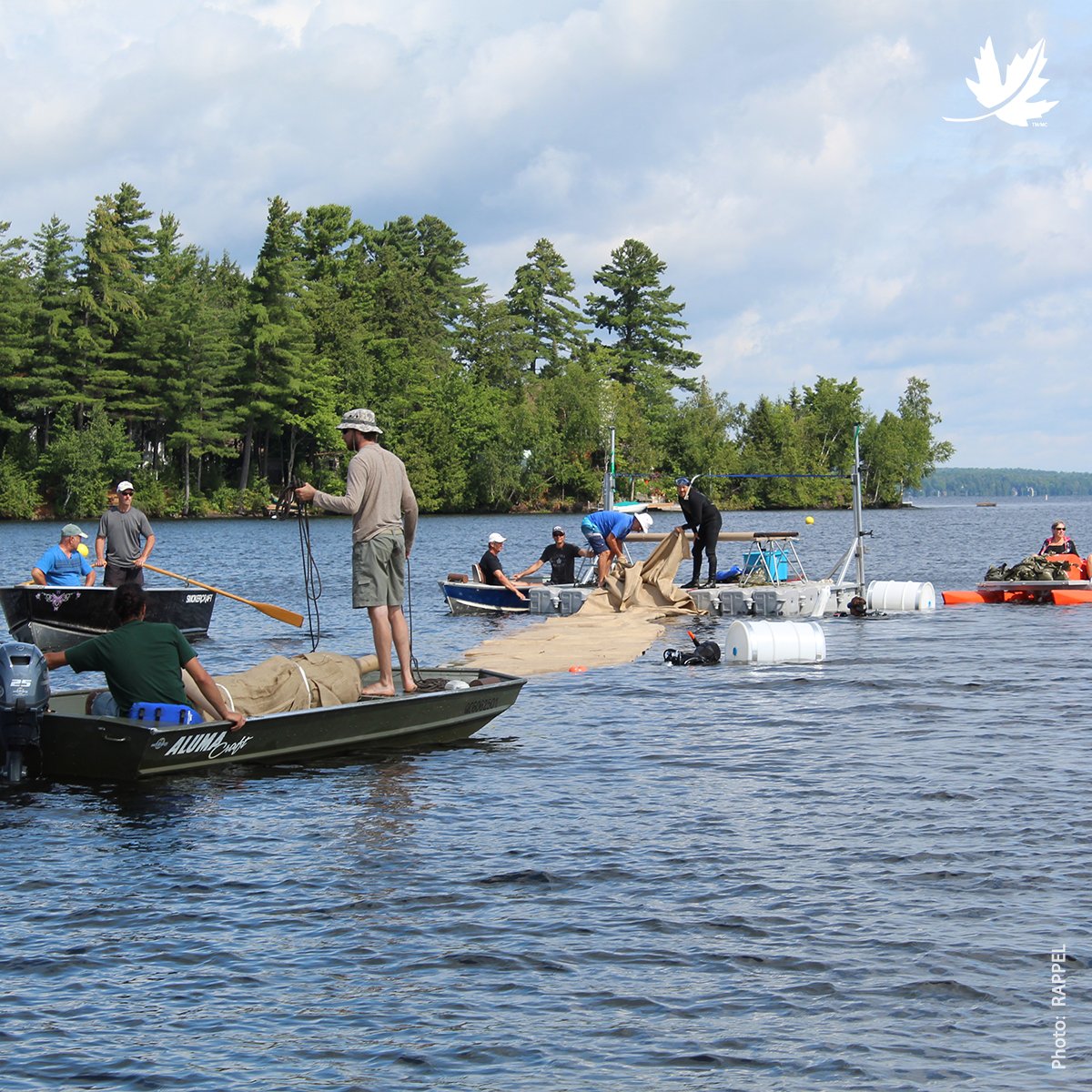 🚨 Eurasian milfoil is threatening the biodiversity of Lake Papineau in the Outaouais region! Together with the Kenauk Institute, we are working to halt its spread. Over 423 pounds have already been removed. ➡️ brnw.ch/21wJxsf