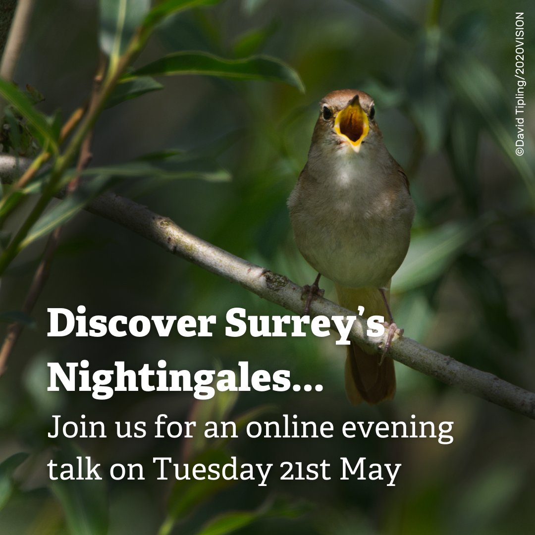 We invite you to join us on Tuesday 21st May from 8pm-9.30pm for an insightful exploration into Nightingales, one of Surrey’s spectacular songbirds. The talk will be hosted by Dan Banks - bird expert and SWT Citizen Science Officer. Book a FREE spot ➡️ bit.ly/4dy7AMr
