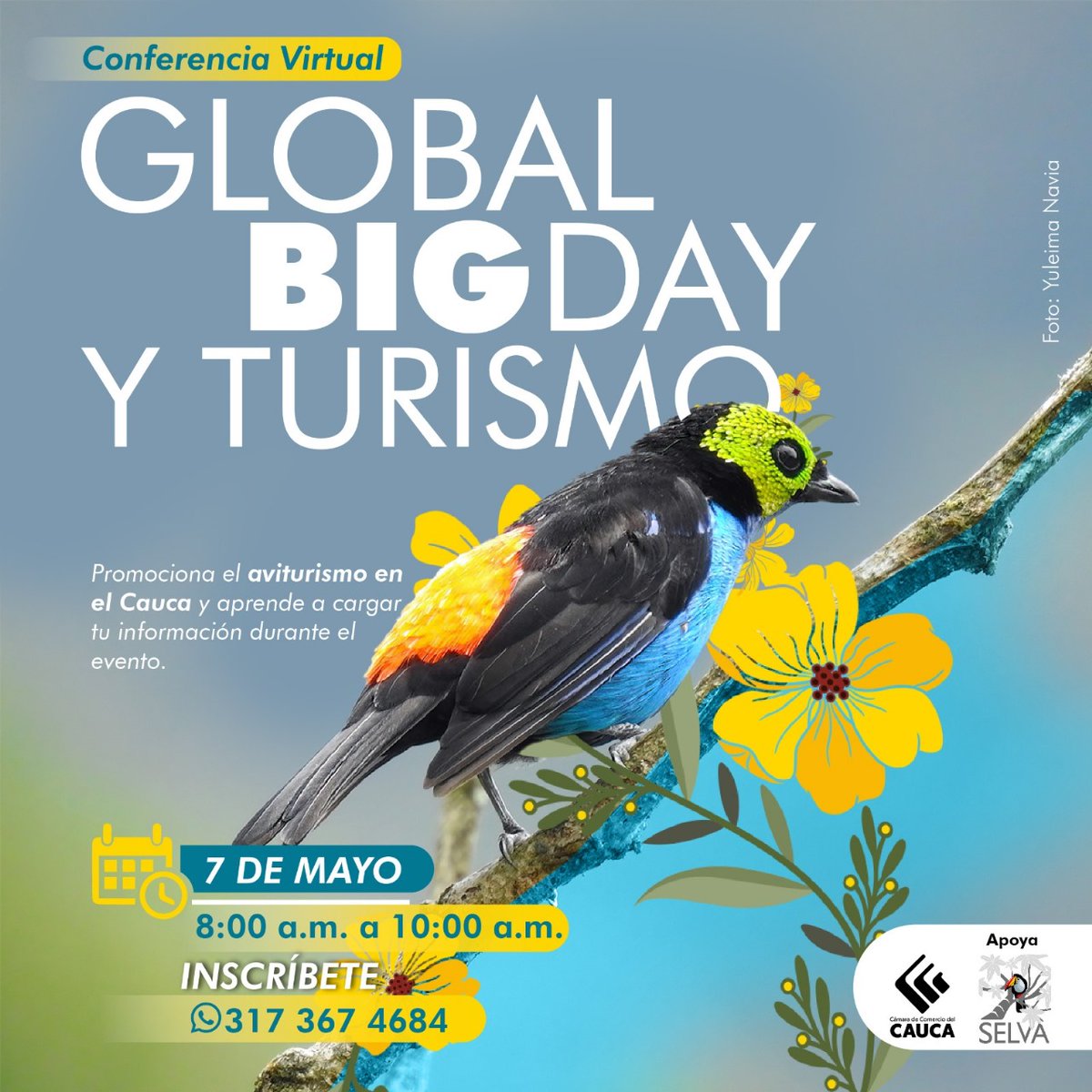 Esta mañana estaremos hablando del Global Big Day y las buenas practicas para el uso de eBird, con una audiencia de Cauca - un departamento con una diversidad de aves asombrosa. Iniciamos nuestra intervención a las 9 am!