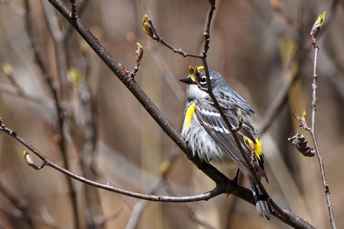 Photograph warblers, they said. It'll be fun, they said. We spotted this yellow-rumped warbler quickly moving from branch to branch searching for insects to eat. It did eventually appear to catch a spider which was pretty neat. 📷 Courtney Celley/USFWS