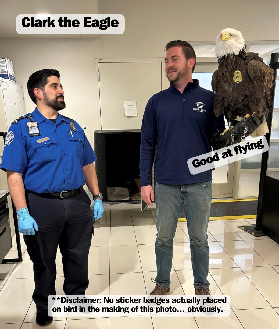 Clark did such a good job he earned a junior officer badge. Kinda an airport know-it-owl. Definitely a 10/10 traveler. Questions about your upcoming trip? Spread your wings & reach out to @AskTSA. They're full of im-peck-able responses.