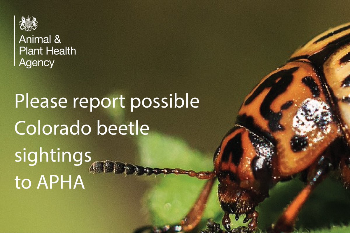 Last year saw the UK’s first Colorado beetle outbreak since 1977. This pest can strip potato plants of leaves causing significant damage. Find out about our work to eradicate the pest and protect against future outbreaks: aphascience.blog.gov.uk/2024/05/07/why… #PlantHealthWeek #APHAscience