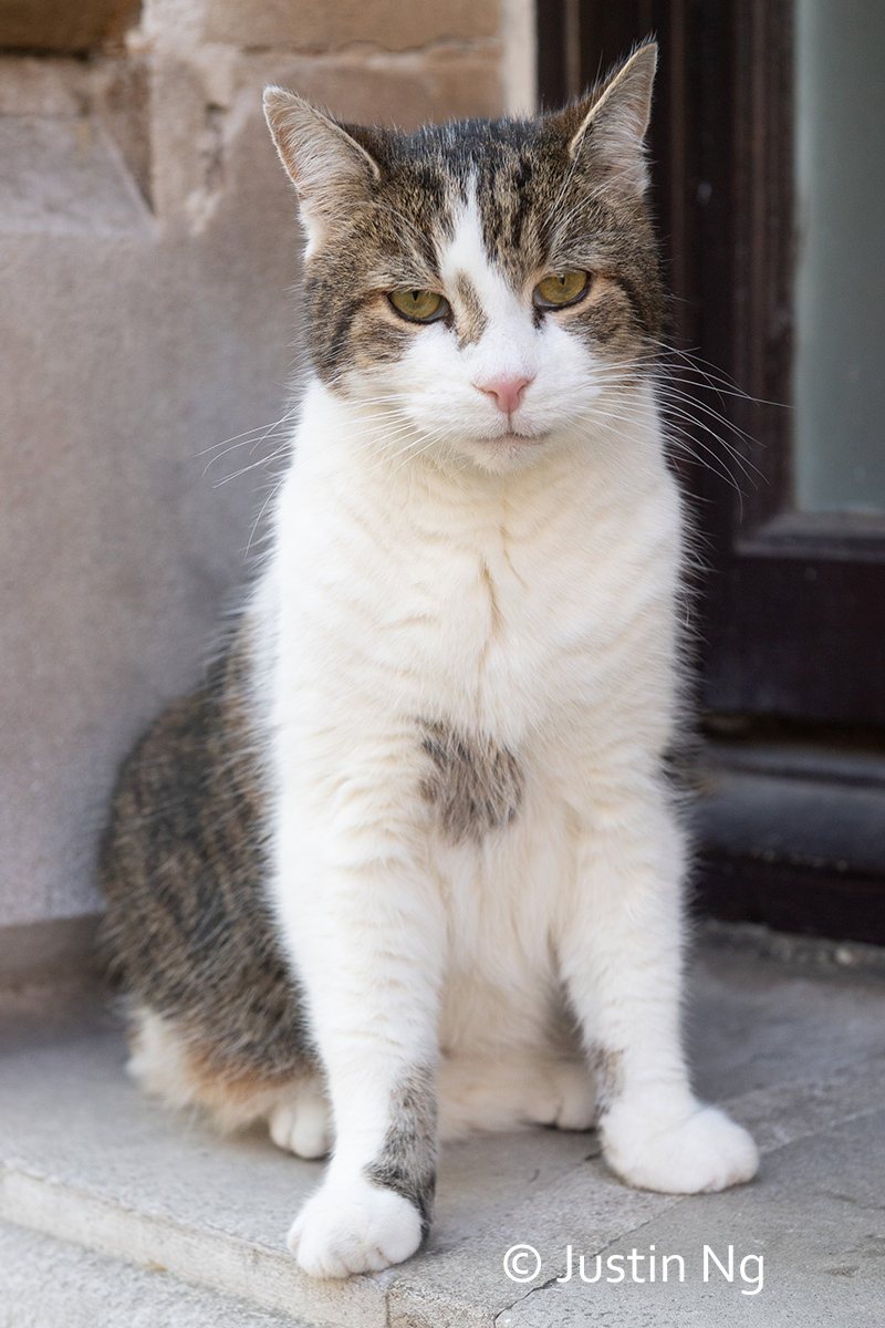 justin_ng's tweet image. Napped through the bank holiday. Now ready to tackle the week with more naps and a few intermittent snack breaks.