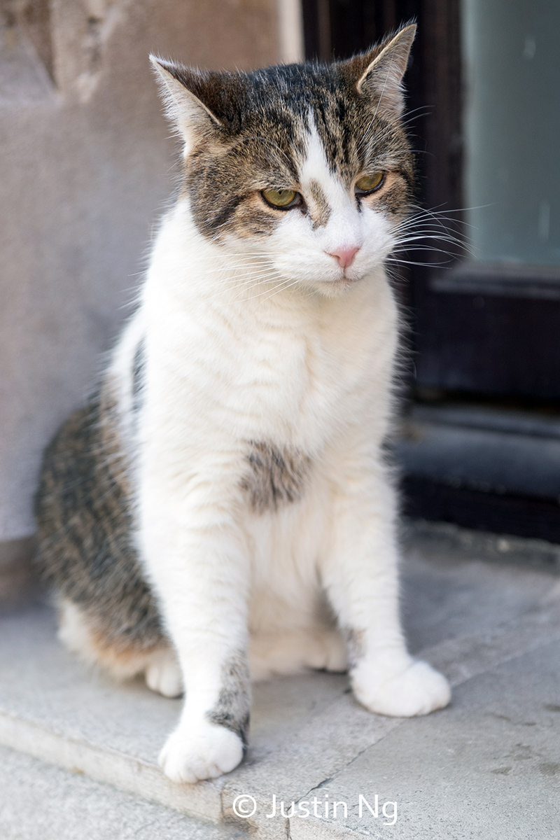 justin_ng's tweet image. Napped through the bank holiday. Now ready to tackle the week with more naps and a few intermittent snack breaks.