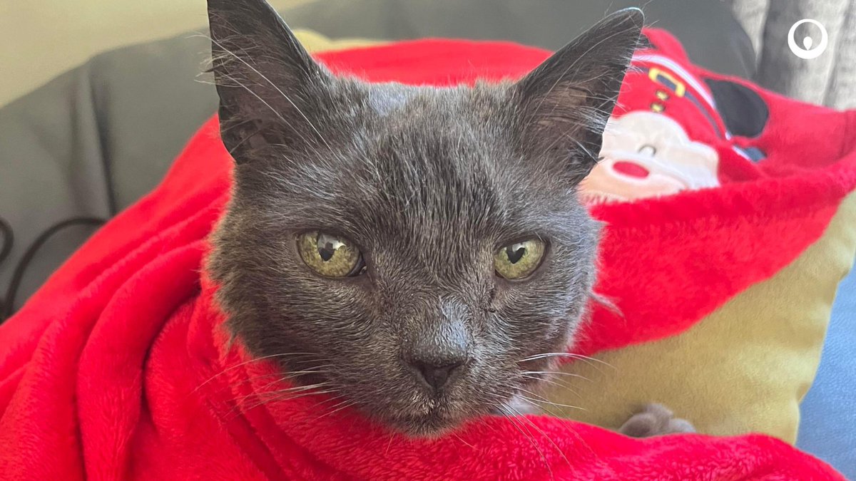 Serving the communities we work in is at the heart of what we do, but our team in #Merseyside went one step further last week by reuniting lost cat Blu with his family after he ended up at Bidston Recycling Centre. Well done to everyone who helped get him home safe 🐱💚