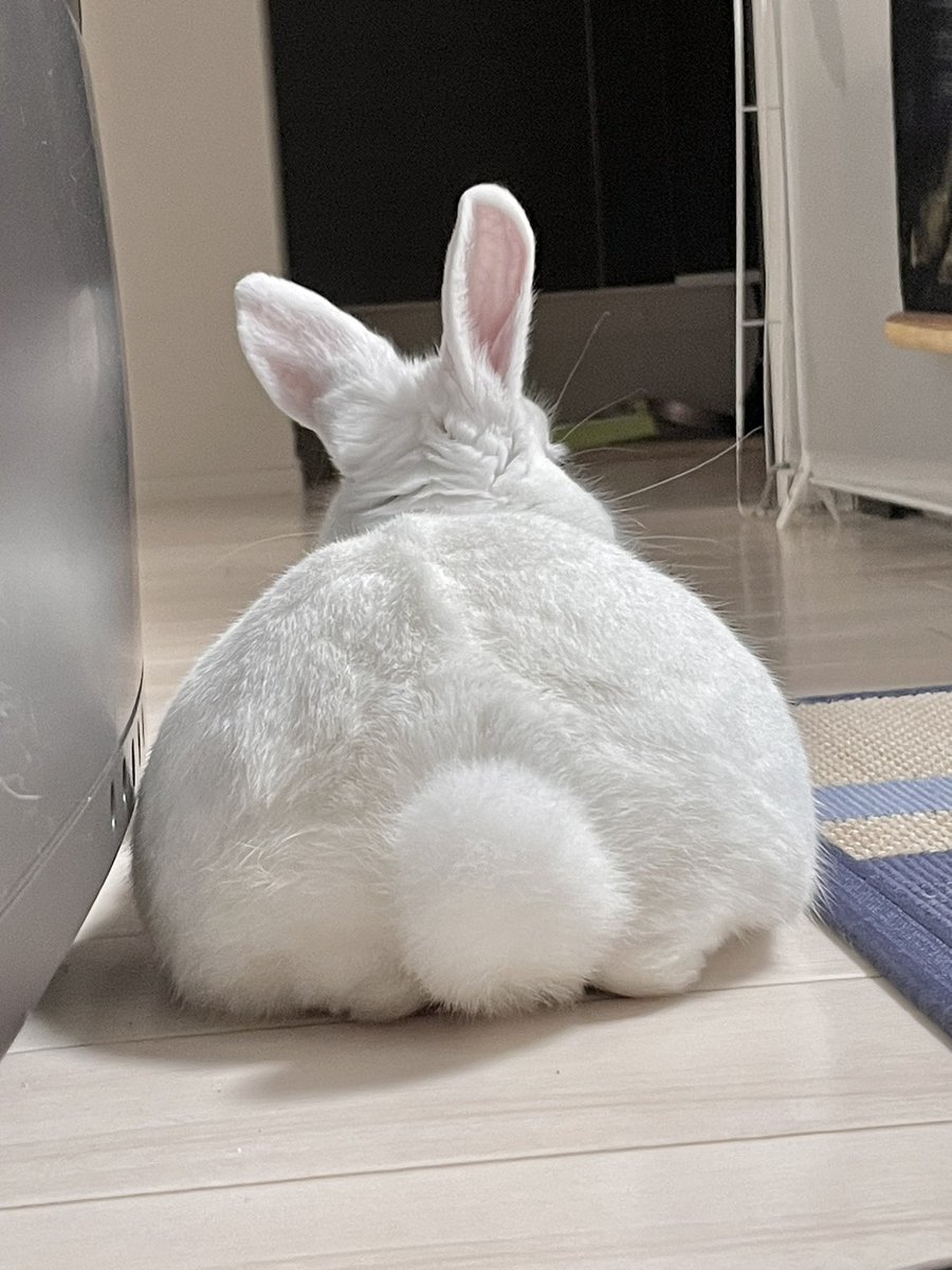 うさぎのおちり好き
全員集合〜〜〜〜🐇🍑