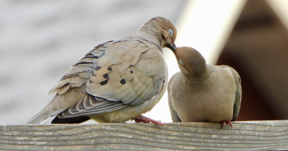 @kirola_hemant #TheDuos 
Mourning Doves