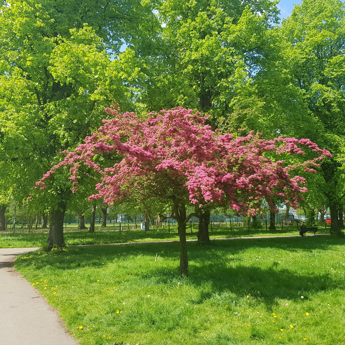 My favourite tree in Levenshulme in all of its glory. Cringle Park. Always looks dead in winter then POW it's back in May .... there's a song in that ....