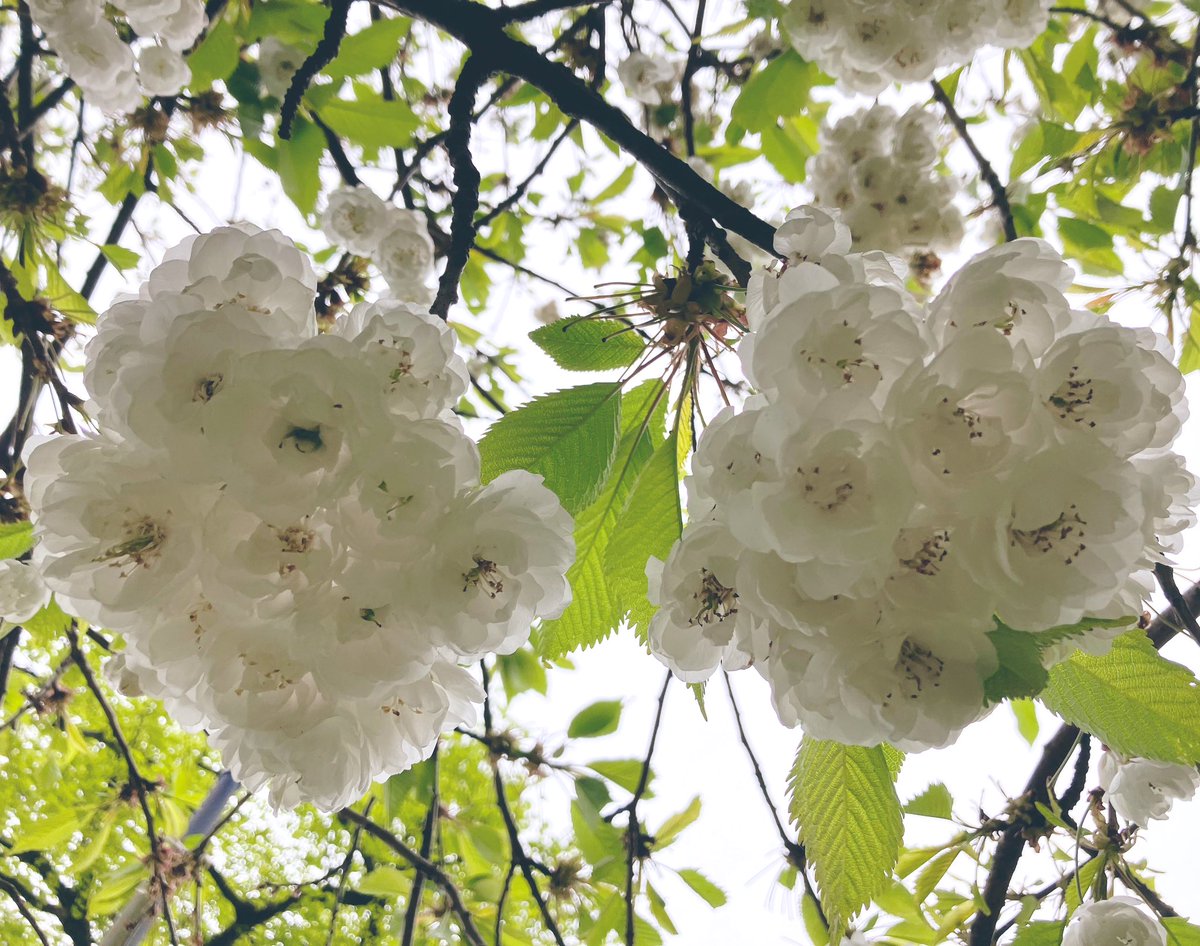 springtime in full bloom nearly pavement confetti bikini blossom 🌸 #blossom #haiku